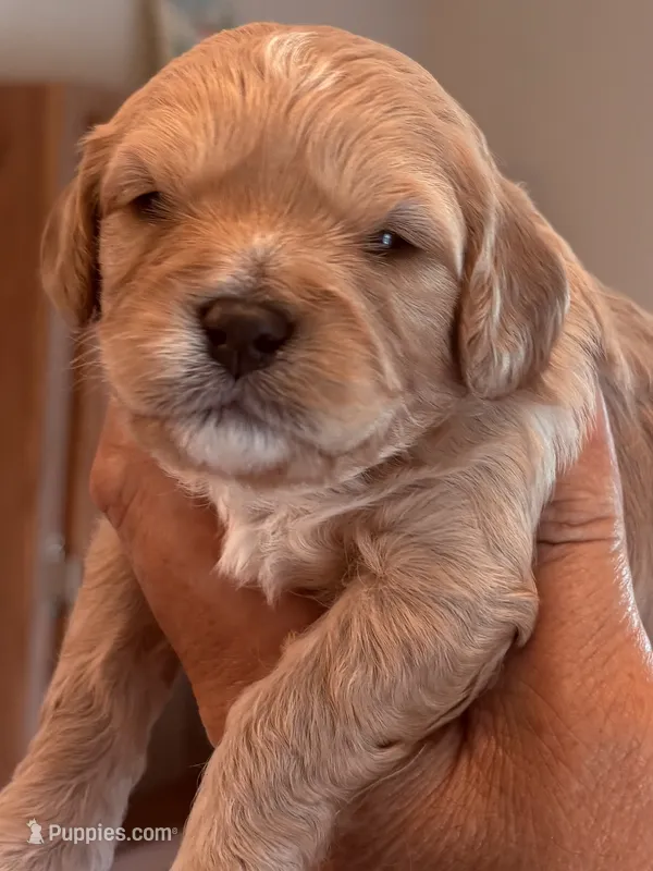 Landen  – Cavapoo puppy for sale in Mount Pleasant, MI