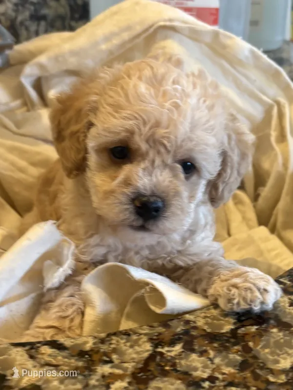 Tera  – Cavapoo puppy for sale in Mount Pleasant, MI
