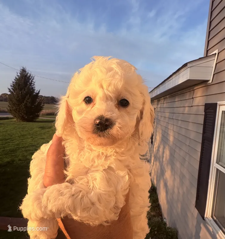 Randy – Cavapoo puppy for sale in Mount Pleasant, MI