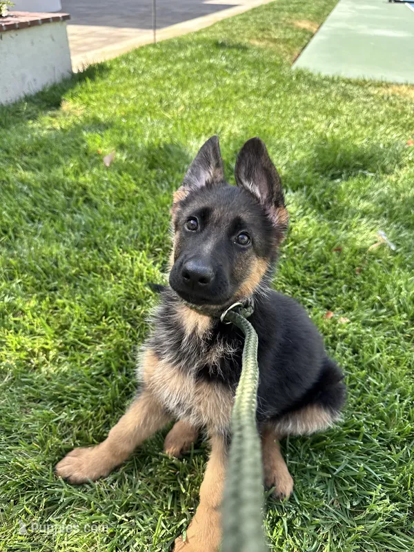 Pink Collar – German Shepherd Dog puppy for sale in Ontario, CA