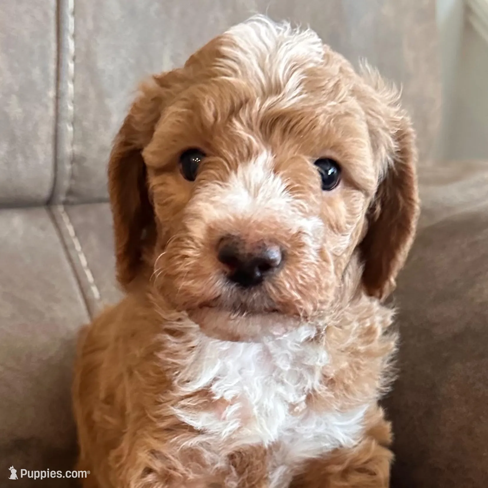 Iron Man, a male Miniature Goldendoodle for sale in Asheboro, NC – Photo 1 of 1