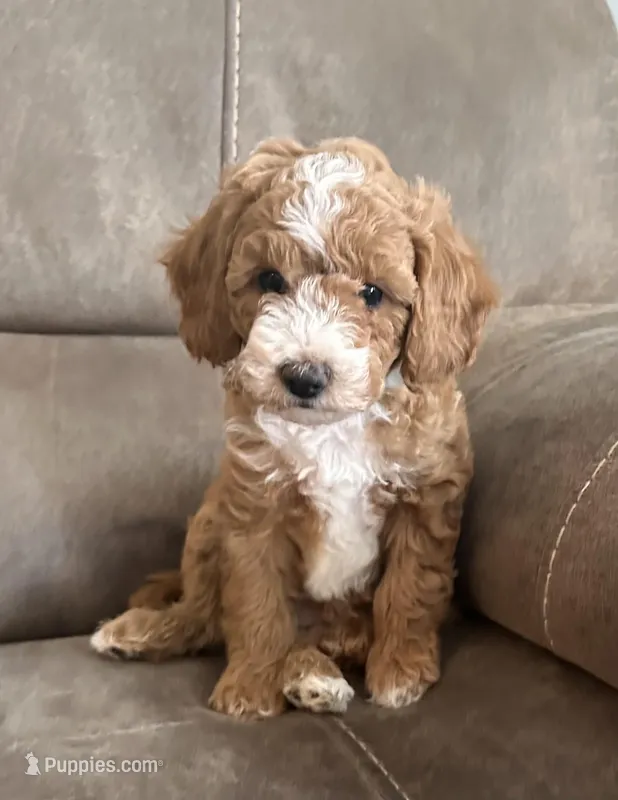 Hulk – Miniature Goldendoodle puppy for sale in Asheboro, NC