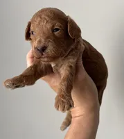 Bella, a female Miniature Goldendoodle for sale in Asheboro, NC – Photo 3 of 10