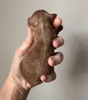 Bella, a female Miniature Goldendoodle for sale in Asheboro, NC – Photo 5 of 10