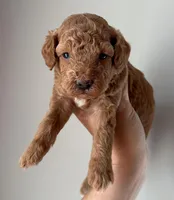 Bella, a female Miniature Goldendoodle for sale in Asheboro, NC – Photo 2 of 10