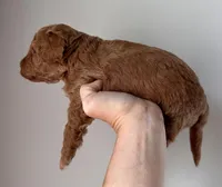 Bella, a female Miniature Goldendoodle for sale in Asheboro, NC – Photo 9 of 10