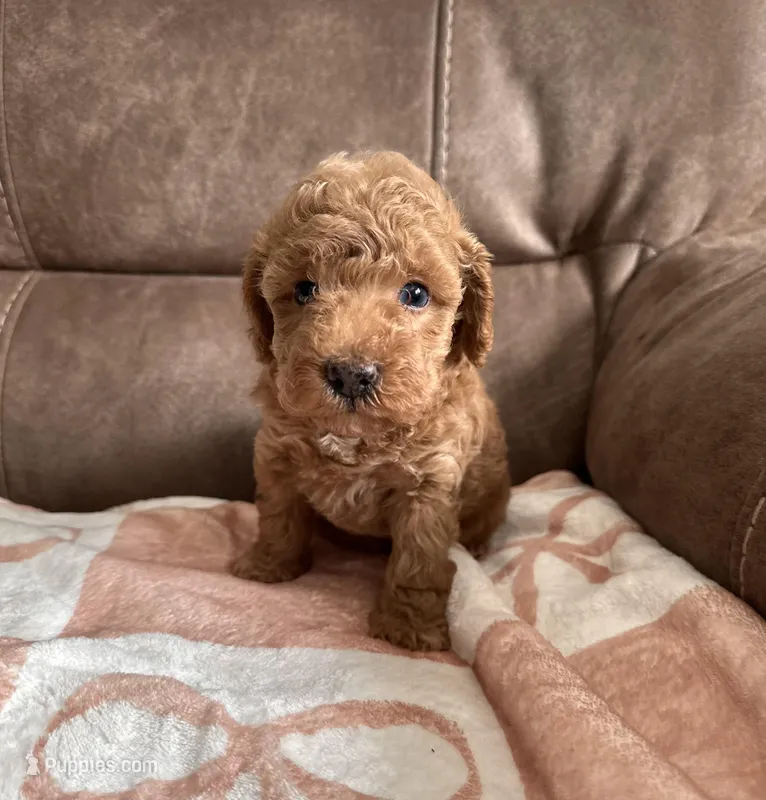 Bella, a female Miniature Goldendoodle for sale in Asheboro, NC – Photo 1 of 10