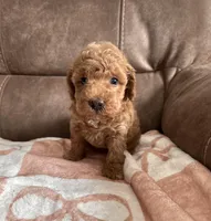Bella, a female Miniature Goldendoodle for sale in Asheboro, NC – Photo 1 of 10