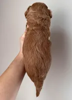 Bella, a female Miniature Goldendoodle for sale in Asheboro, NC – Photo 10 of 10