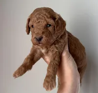 Bella, a female Miniature Goldendoodle for sale in Asheboro, NC – Photo 8 of 10