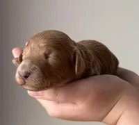 Bella, a female Miniature Goldendoodle for sale in Asheboro, NC – Photo 4 of 10