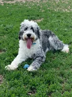 East - RARE Color Mutation, a male Aussiedoodle for sale in Colorado Springs, CO – 5 of 6