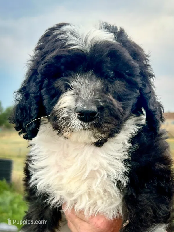 North - Tuxedo – Aussiedoodle puppy for sale in Colorado Springs, CO