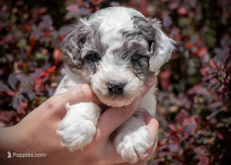 Badger - Merle Parti – Miniature Aussiedoodle puppy for sale in Colorado Springs, CO