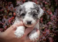 Badger - Merle Parti, a female Miniature Aussiedoodle for sale in Colorado Springs, CO – 1 of 4