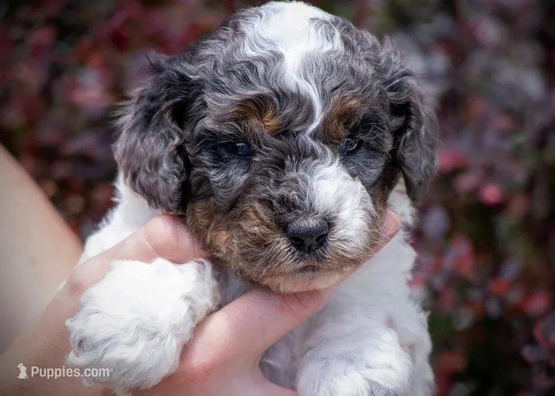 Possum - Merle Tricolor – Miniature Aussiedoodle puppy for sale in Colorado Springs, CO