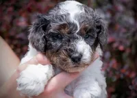Possum - Merle Tricolor, a female Miniature Aussiedoodle for sale in Colorado Springs, CO – 1 of 4