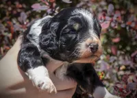 South - Tricolor Tuxedo, a female Aussiedoodle for sale in Colorado Springs, CO – 3 of 5