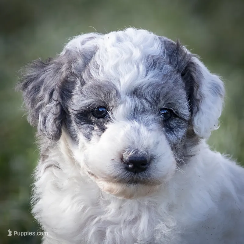 Badger - Merle Parti – Miniature Aussiedoodle puppy for sale in Colorado Springs, CO