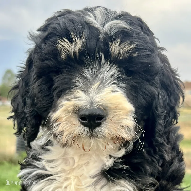 South - Tricolor Tuxedo – Aussiedoodle puppy for sale in Colorado Springs, CO
