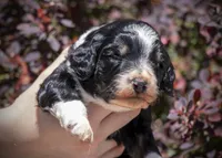 South - Tricolor Tuxedo, a female Aussiedoodle for sale in Colorado Springs, CO – 1 of 5