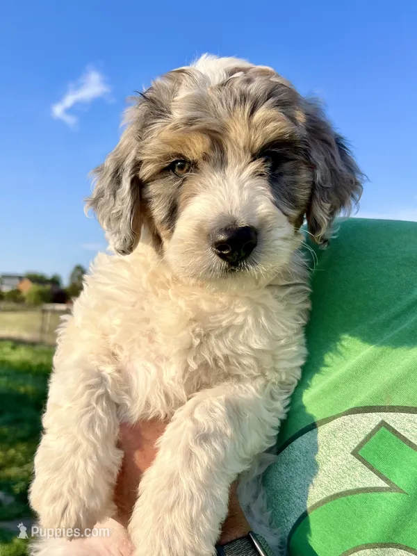 West - Tricolor Merle – Aussiedoodle puppy for sale in Colorado Springs, CO
