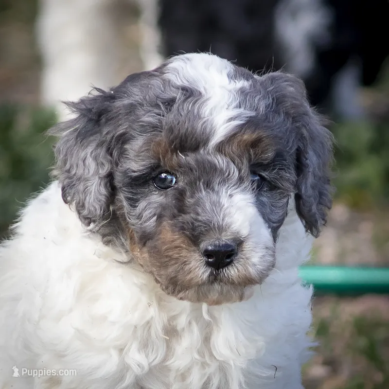 Possum - Merle Tricolor – Miniature Aussiedoodle puppy for sale in Colorado Springs, CO
