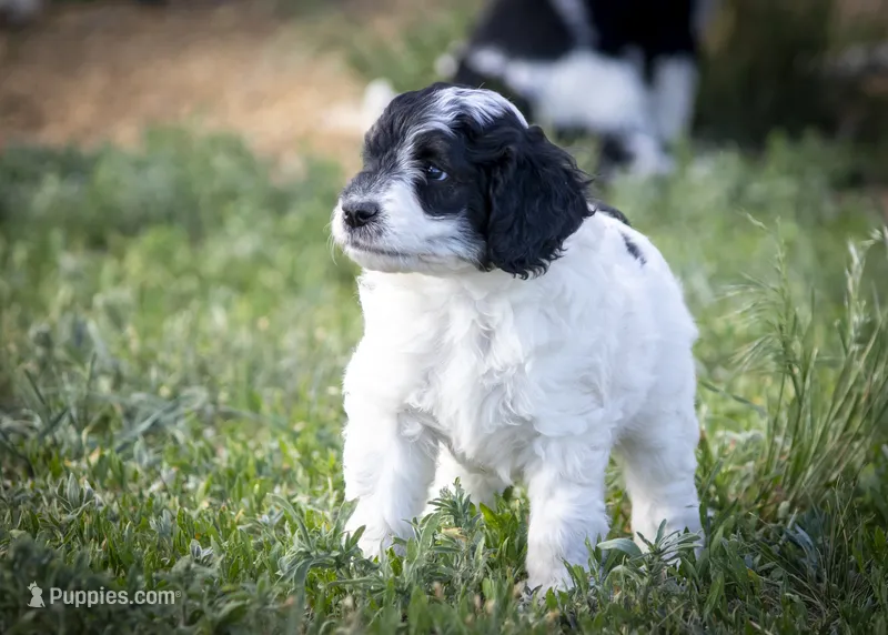 Wolf - Tricolor  – Miniature Aussiedoodle puppy for sale in Colorado Springs, CO
