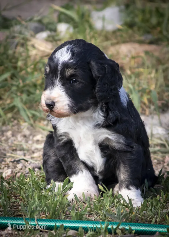 South - Tricolor Tuxedo – Aussiedoodle puppy for sale in Colorado Springs, CO