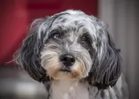 Possum - Merle Tricolor, a female Miniature Aussiedoodle for sale in Colorado Springs, CO – 4 of 4