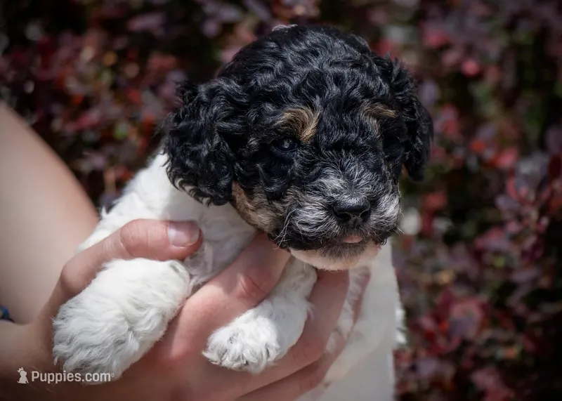 Owl - Tricolor – Miniature Aussiedoodle puppy for sale in Colorado Springs, CO