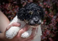 Owl - Tricolor, a female Miniature Aussiedoodle for sale in Colorado Springs, CO – 1 of 4