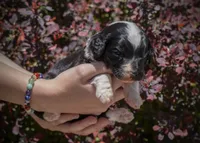 North - Tuxedo, a female Aussiedoodle for sale in Colorado Springs, CO – 3 of 6