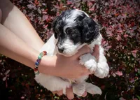 Wolf - Tricolor , a female Miniature Aussiedoodle for sale in Colorado Springs, CO – 2 of 4