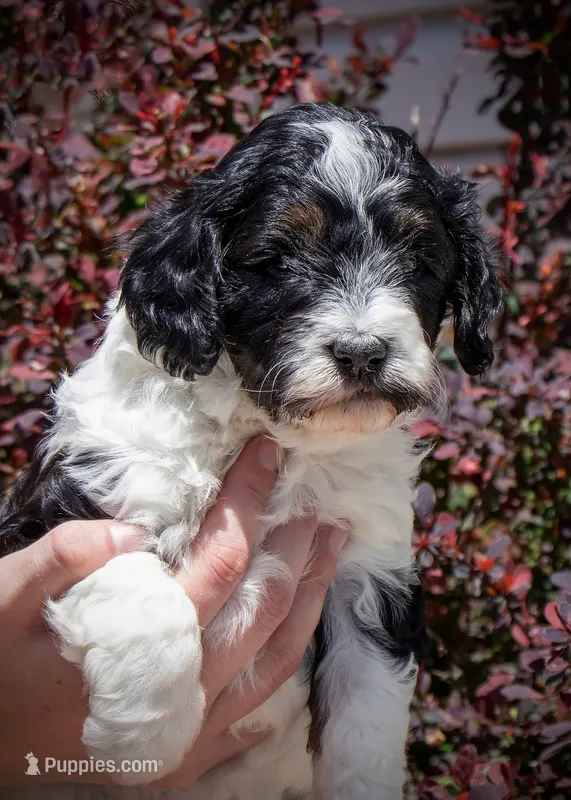 Fox - Tricolor – Miniature Aussiedoodle puppy for sale in Colorado Springs, CO