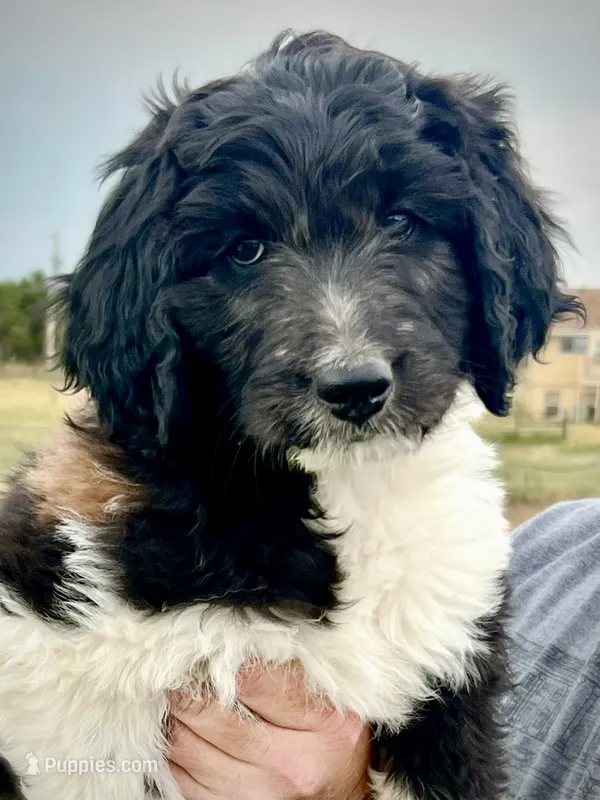 East - RARE Color Mutation – Aussiedoodle puppy for sale in Colorado Springs, CO