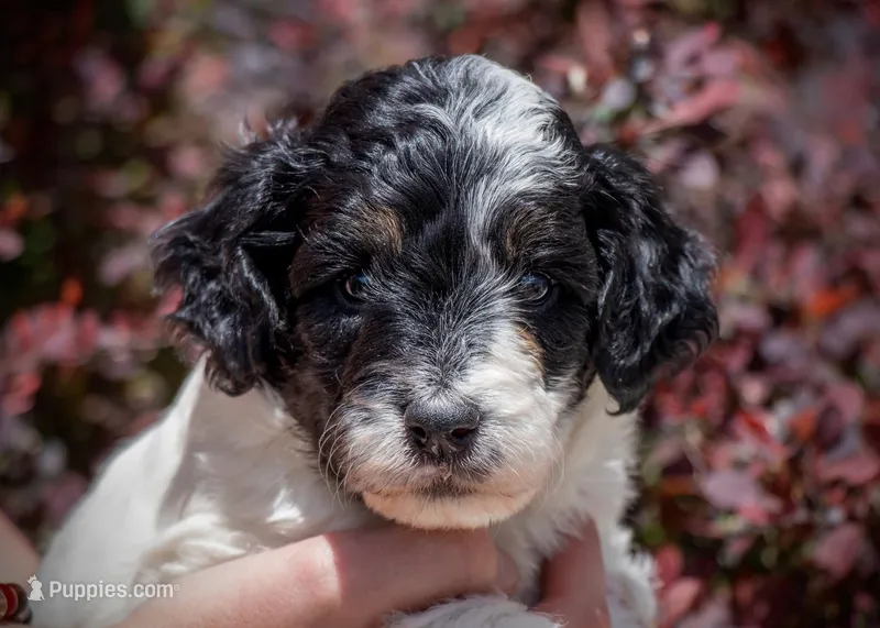 Wolf - Tricolor  – Miniature Aussiedoodle puppy for sale in Colorado Springs, CO