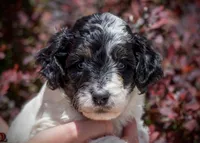 Wolf - Tricolor , a female Miniature Aussiedoodle for sale in Colorado Springs, CO – 1 of 4