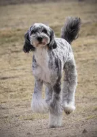 Fox - Tricolor, a female Miniature Aussiedoodle for sale in Colorado Springs, CO – 3 of 4