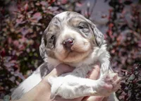 West - Tricolor Merle, a male Aussiedoodle for sale in Colorado Springs, CO – 4 of 6