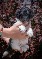 Cougar - Tricolor, a female Miniature Aussiedoodle for sale in Colorado Springs, CO – 2 of 4