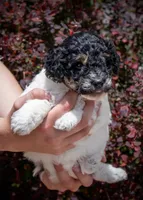 Owl - Tricolor, a female Miniature Aussiedoodle for sale in Colorado Springs, CO – 2 of 4