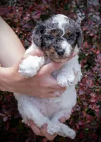 Possum - Merle Tricolor, a female Miniature Aussiedoodle for sale in Colorado Springs, CO – 2 of 4