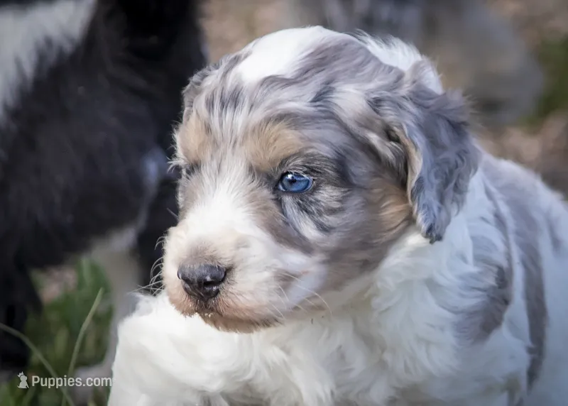 West - Tricolor Merle – Aussiedoodle puppy for sale in Colorado Springs, CO