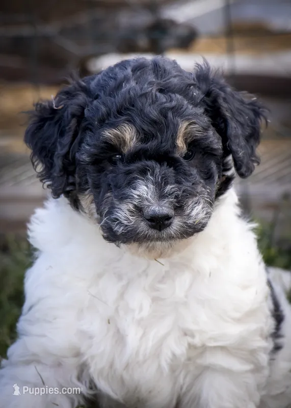 Owl - Tricolor – Miniature Aussiedoodle puppy for sale in Colorado Springs, CO