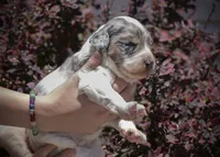 West - Tricolor Merle, a male Aussiedoodle for sale in Colorado Springs, CO – 2 of 6