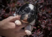 North - Tuxedo, a female Aussiedoodle for sale in Colorado Springs, CO – 2 of 6