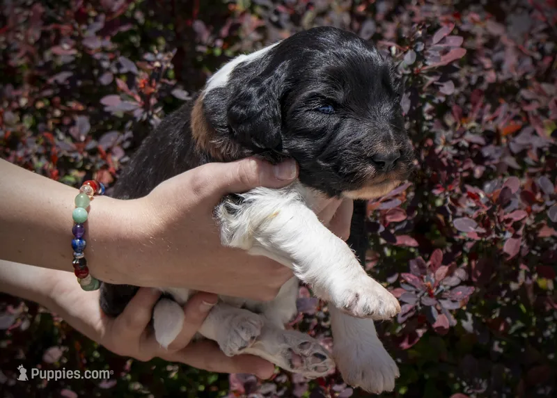 East - RARE Color Mutation – Aussiedoodle puppy for sale in Colorado Springs, CO