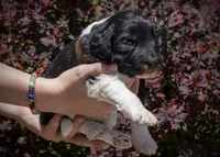 East - RARE Color Mutation, a male Aussiedoodle for sale in Colorado Springs, CO – 1 of 6