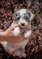 Badger - Merle Parti, a female Miniature Aussiedoodle for sale in Colorado Springs, CO – 2 of 4
